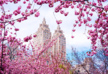 ニューヨークの桜・お花見スポット10選